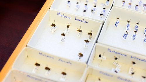 UANL llevará ciencia sobre abejas meliponas a comunidades