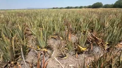 Tamaulipas lidera producción de sábila en México