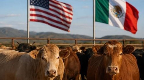 EUA alista reapertura de comercio de ganado con México