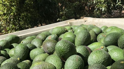 EUA reanuda operaciones del sector aguacatero en Michoacán