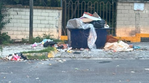 Osos buscan comida entre basura en Lomas Mederos, Monterrey