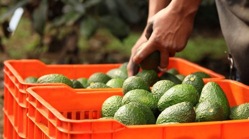 finanzas_aguacate_9e6dacf08d