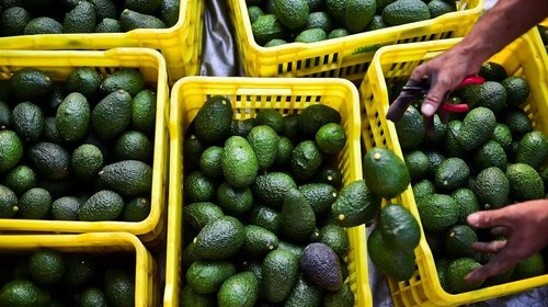 Vive aguacate mexicano auge exportador a Estados Unidos