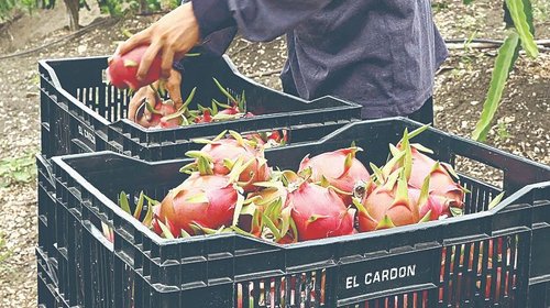 finanzas_cebolla_46120d3927