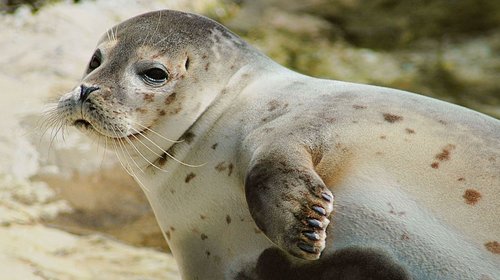 focas_extincion_c7d85591cb