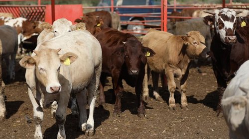 Ganaderos ven positiva reapertura de exportación por Sonora