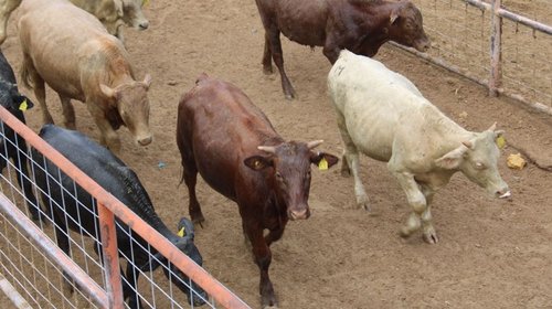 Aplazan al 8 de septiembre exportación de ganado a EUA
