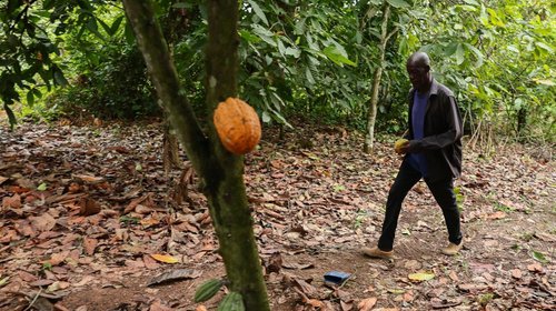 Ghana condenará hasta con 20 años de cárcel para proteger cacao