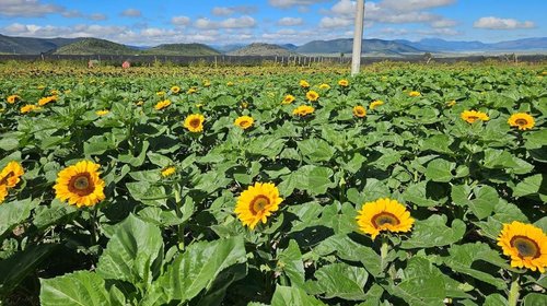 girasoles_alazanas_8f25d18556