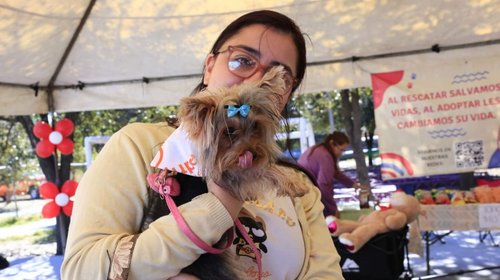 Recomienda Guadalupe cuidados a mascotas por altas temperaturas
