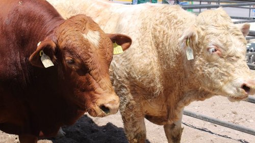Detectan primer caso de gusano barrenador en Chihuahua