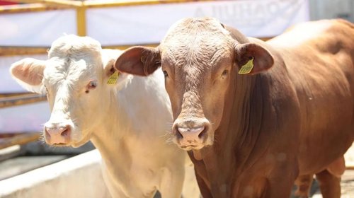 gusano_barrenador_coahuila_3566c8cdeb