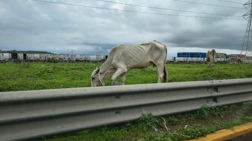gusano_barrenador_en_altamira_64a30a6450