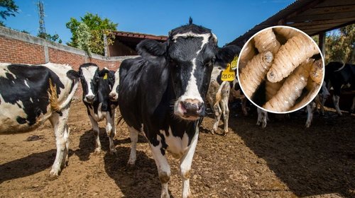 gusano_barrenador_mexico_aebde18a34