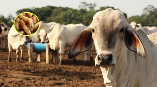 gusano_sheinbuam_1e8f96a7d2