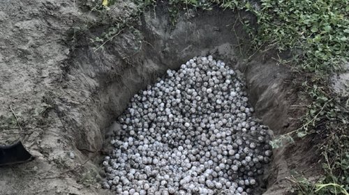 Recuperan 5,000 huevos de tortuga en Playa Escobilla, Oaxaca