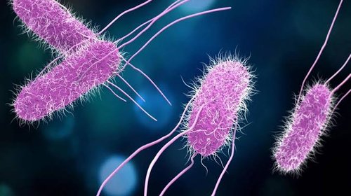 Brote de Salmonella afecta a 135 médicos en hospital de CDMX