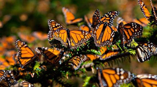 Coahuila reúne expertos para proteger ruta de la Monarca