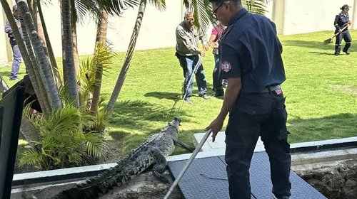 Rescatan cocodrilo de casi tres metros en Base Naval de Guerrero