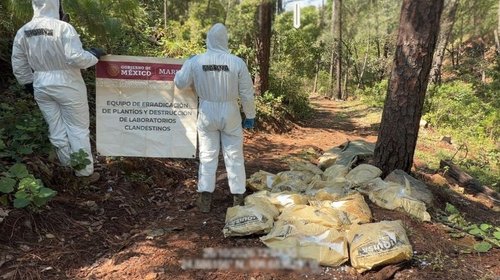 Incautan 1.5 toneladas de droga en narcolaboratorios en Durango