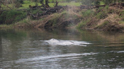 inter_ballena_washington_0ee74ee9b5