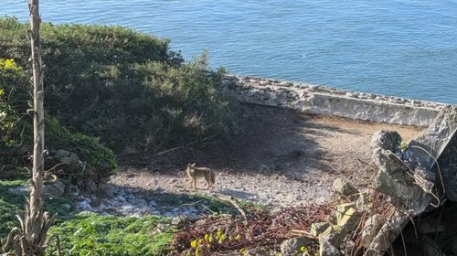 inter_coyote_alcatraz_945470c101