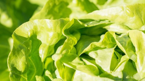 FDA halló cyclospora en granja mexicana ligada a lechuga tóxica