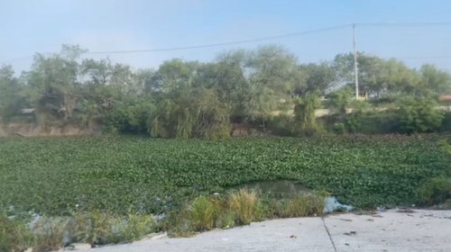 lirio_acuatico_reynosa1_c86bff0fa4