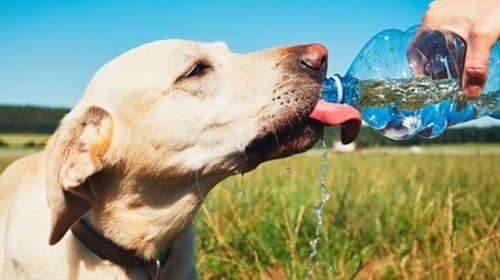 Llama PCNL a cuidar a mascotas ante calor extremo