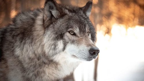 Sheinbaum cuestiona plan de Trump sobre el lobo gris mexicano