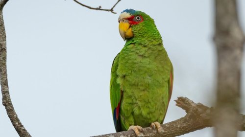 loro_cabeza_blanca_03f0ddcd73