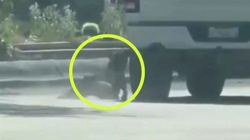 Denuncian presunto caso de abuso animal en Ciudad Acuña