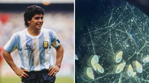 maradona_caracol_marino_ea77395bd0