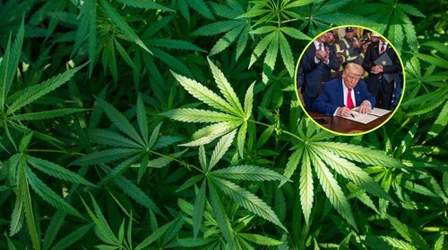 marihuana_trump_a692d310bb