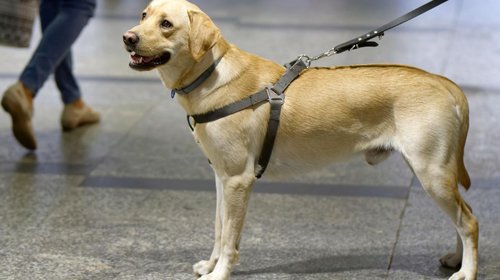 Refuerzan en Reynosa vigilancia por maltrato animal