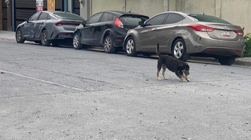 mascotas_extraviadas_db5dcd2bc0