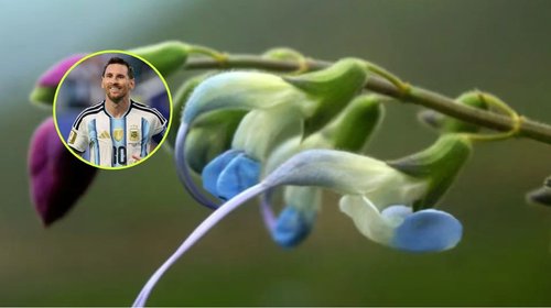 Bautizan como Salvia messii a una nueva planta en Perú