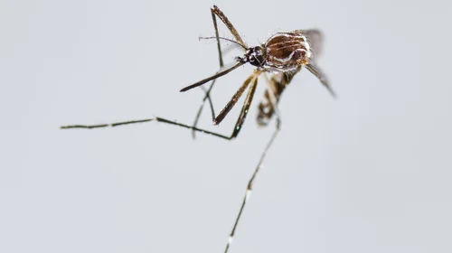 Alumnos de secundaria en Hidalgo marchan por plaga de mosquitos