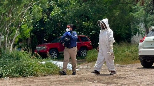 Adulto mayor fallece tras ser atacado por abejas en col. Libertad