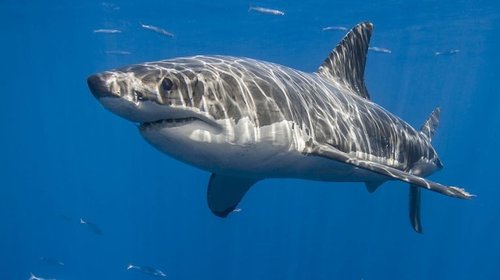 Muere mujer al ser atacada por tiburón cuando nadaba en Sudáfrica