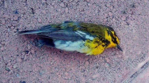 Mueren aves por ola de calor extrema en Tamaulipas