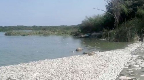 small_muerte_peces_tamaulipas1_2db462839a