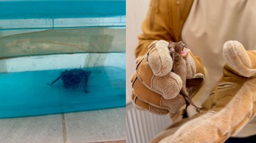 murcielago_clinica_imss_3d3e79cc70