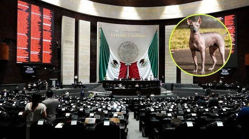 nacional_senado_xoloitzcuintle_c233ed40c9