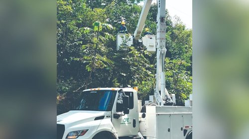 Detona falta de poda apagones en la urbe regia