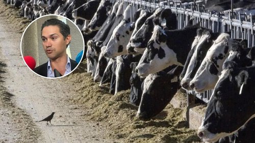 nl_ganado_fe2d44e74f