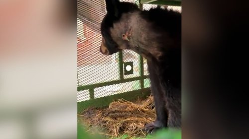 Detectan en NL primer caso de gusano barrenador en oso negro