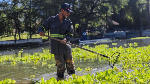 Aguas negras alimentan plaga de lirios acuáticos en presa La Boca