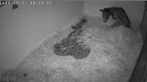 nl_osita_mina_3c6bdcbdf2