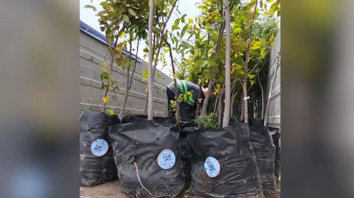 nl_plantaciones_de_arboles_cdb7ad9a24